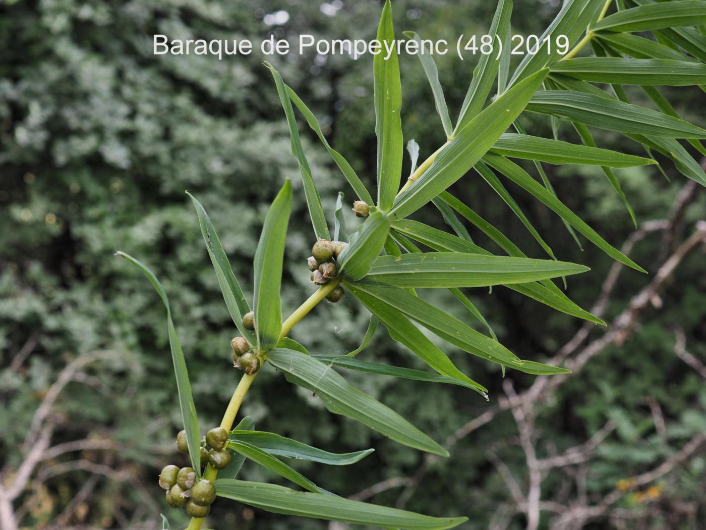 Solomon's-seal, Whorled leaf